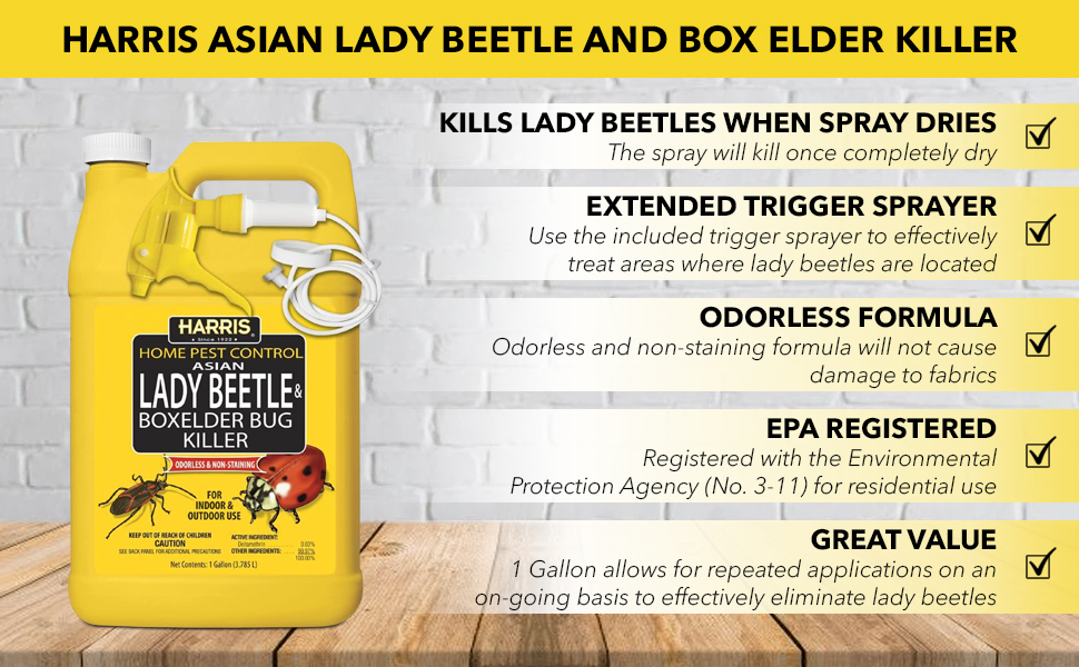 harris asian lady beetle