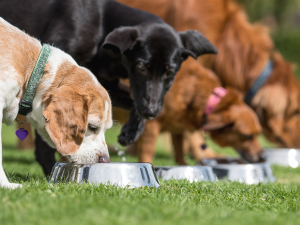aminavast for cats, aminavast for dogs, cat kidney support, kidney support for cats