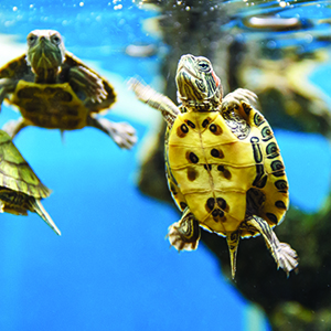 turtle API brand aquarium