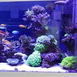 Saltwater Aquarium
