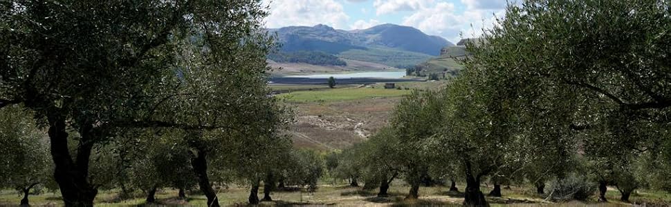 M&amp;amp;S Olive Groves