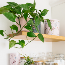 pothos