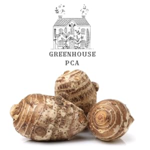 Taro Bulbs