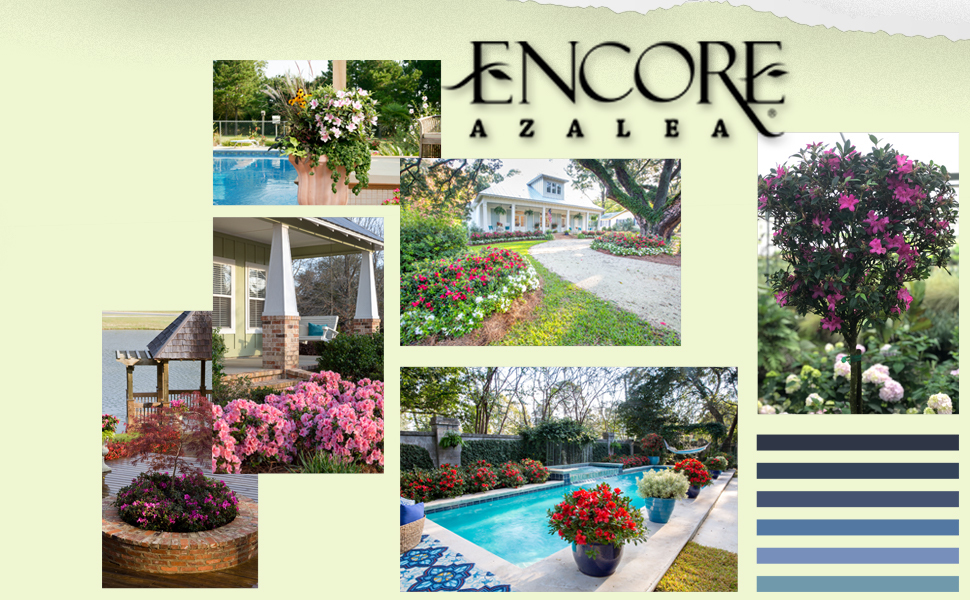 Plants by Mail Encore Azalea bush rhododendron blooming flowering shrub plant pot