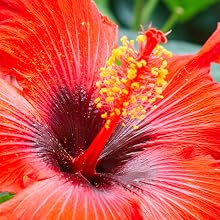 HINTS of tropical flowers
