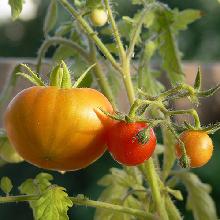 vegetable garden