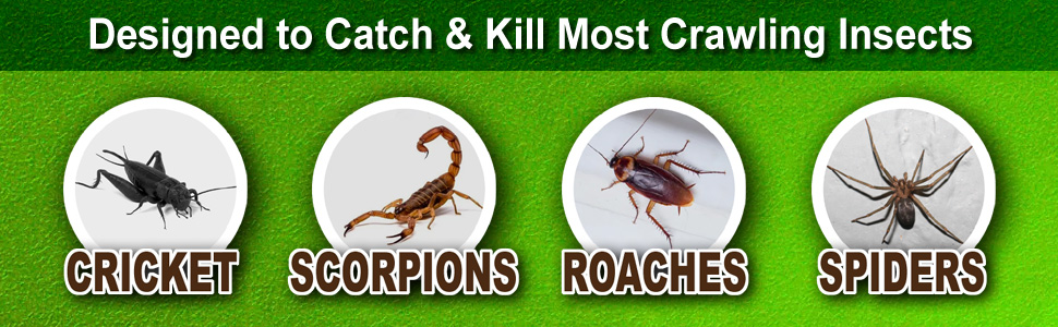 Designed to Catch and Kill Most Crawling Insects
