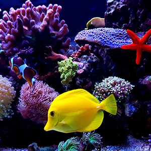 viparspectra led aquarium light