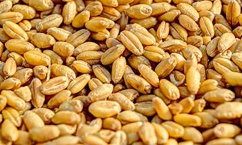 Wheat berries by food to live