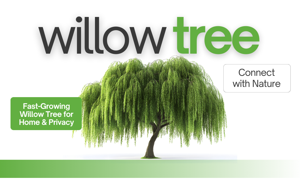 willow tree cutting