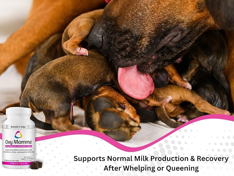 Mother dog nursing puppies beside Oxy Momma bottle/ Perra con cachorros junto a botella de Oxy Momma