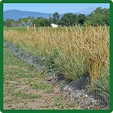 Short Native Grass Seed Mix For Heat &amp;amp; Drought Tolerance