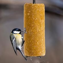 Wild bird feeding on hanging suet dough log
