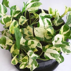 appreciation wife seeds care epipremnum aureum mini office dining room bathroom wedding planter mom
