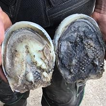 Multiple hands holding rounded, scuffed protective gear pieces, displaying wear patterns and usage marks.