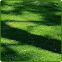 Birds &amp;amp; Butterfly Full Sun to Partial Shade