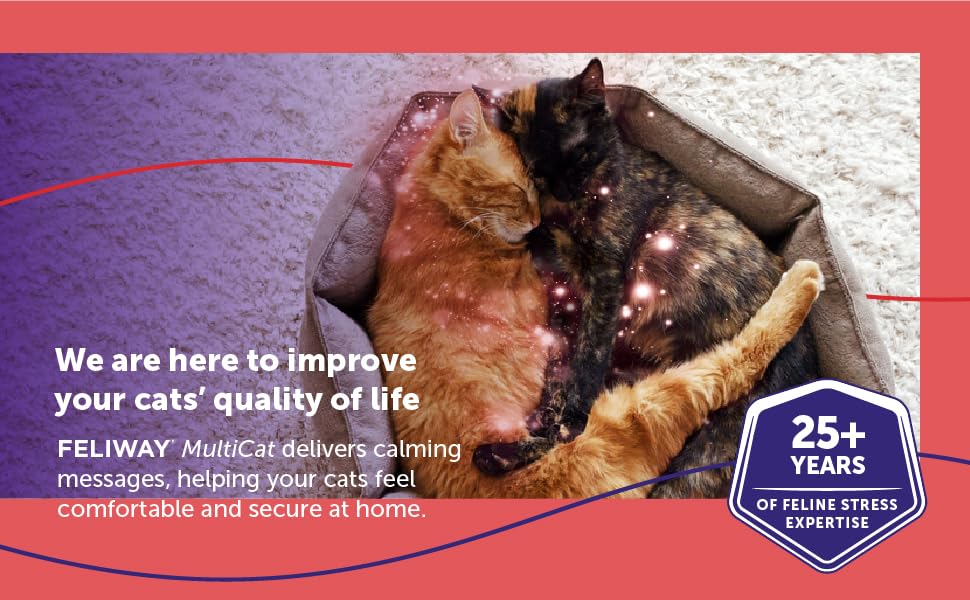 MultiCat_BTF_03