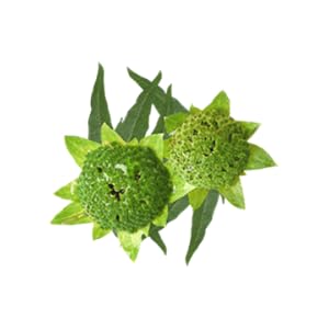 Bhrinraj