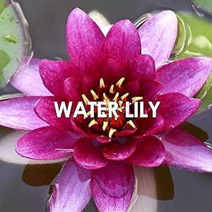 Britney Spears Circus Fantasy Water Lily