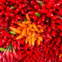 tabasco peppers