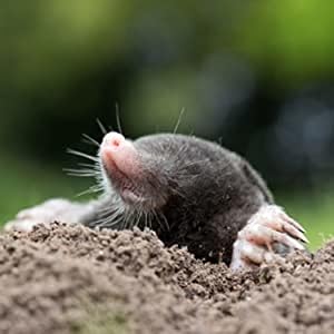 mole and gopher repellent