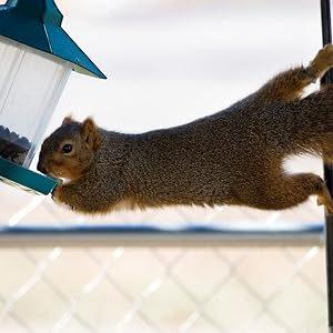 Wildlife food, squirrel food, rabbit food, bird food, small animal seed, small animal mixed seed
