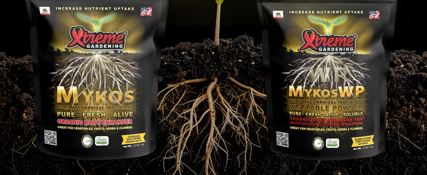 mykos mycorrhizal fungi mycorrhizae