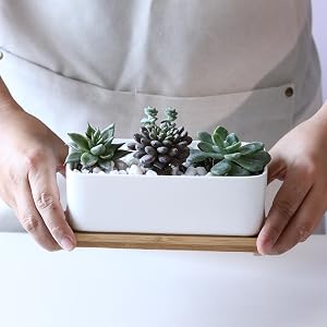 succulent pots