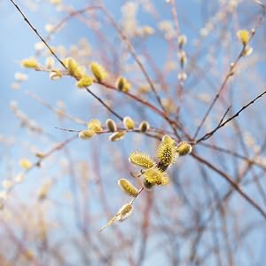 willow, cz grain