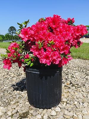 Red Ruffle Azalea, flowering bush, flowering shrub, red flowers, hedge, evergreen leaves, summer