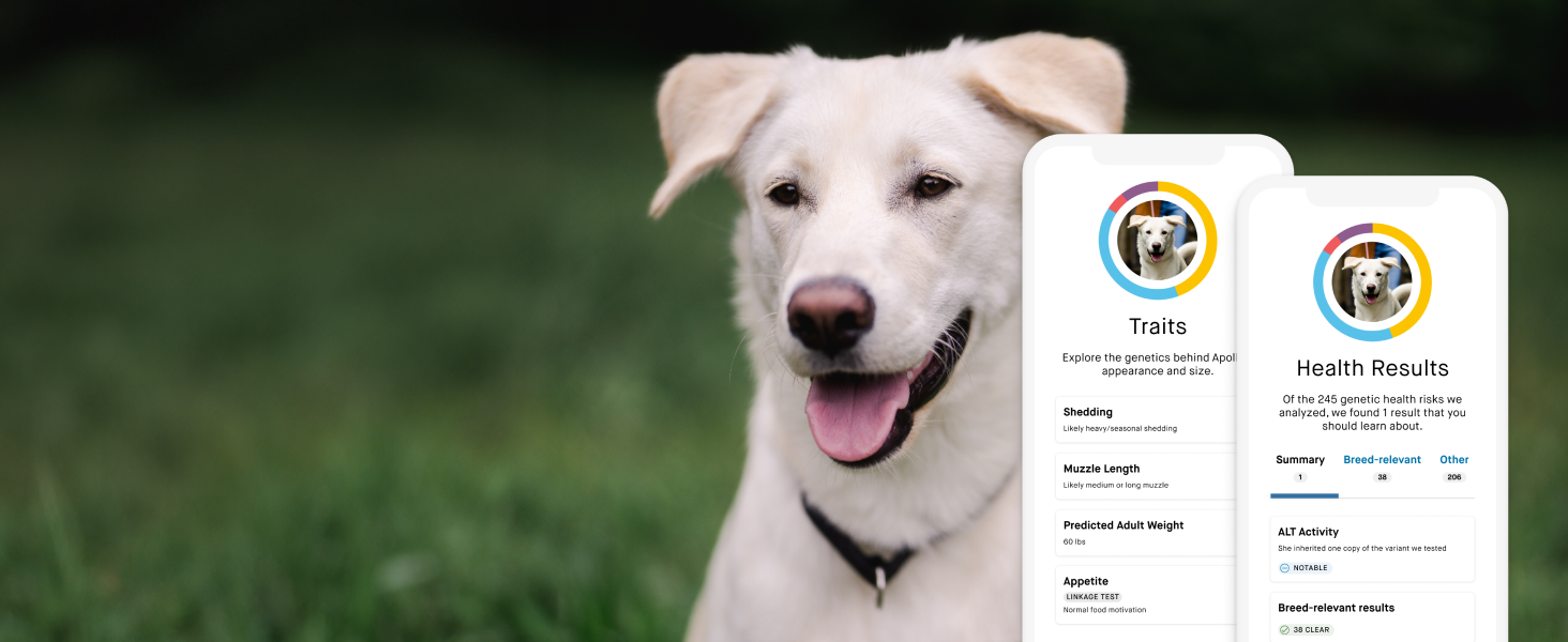 Embark tested dog showing additional features, health insights and traits, when upgrade is purchased