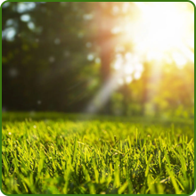 Full Sun Xeriscape Grass For Water Conservation