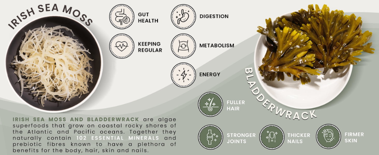 irish sea moss capsules seamoss pills burdock root capsules seamoss bladderwrack wildcrafted dr sebi