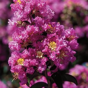best landscaping books, books on gardening and landscaping, creative homeowner, flower planting book
