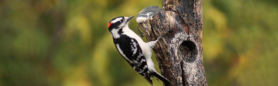 lyric, bird seed, bird food, lyric bird seed, wild bird seed, woodpecker food, woodpecker feeder