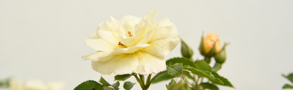 Drift Popcorn roses repeat blooming ground cover hardy continuous blooms tough disease resistant lit
