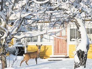 Deer Winter Backyard