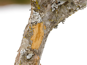 Backrub from Deer Elk on Bark of Tree