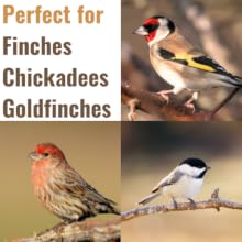 Finch, chickadee, Goldfinches