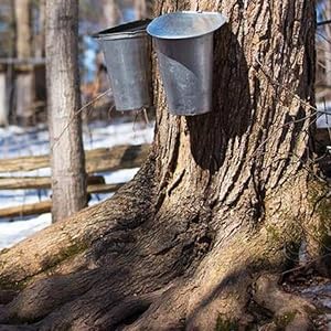 certified organic farming maple syrup humanitarian protect health consumers planet organic agricultu