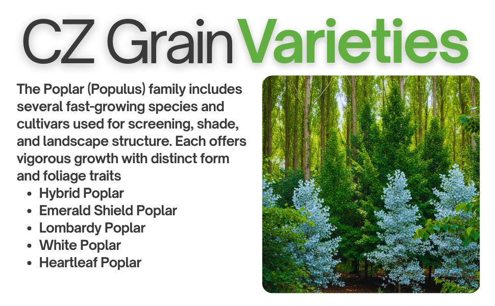poplar tree seedlings