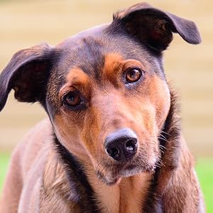 Pet MD Micoseb-CX Shampoo