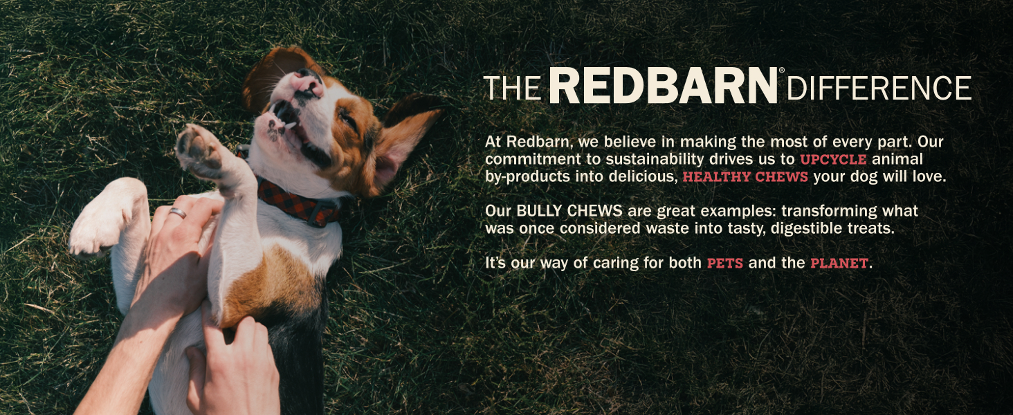 best healthy dog chews and treats for your pets