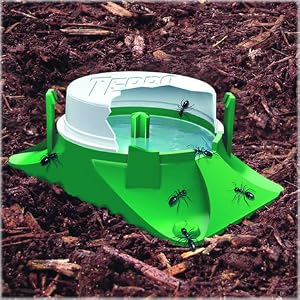 ants, ant bait, ant infestations, terro, terro ant killer, insect control, kill bugs