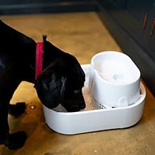 Dog Drinking from large pet fountain