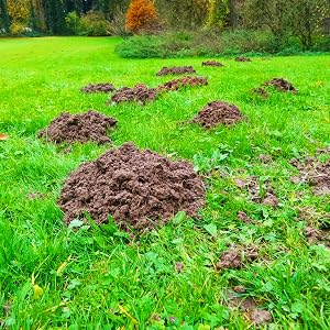 castor pil aceite de castor castro oil mole killer for lawns castir oil mole and vole repellent vole