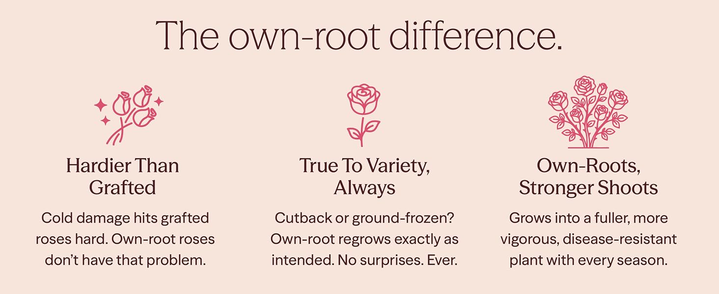 The own-root difference.