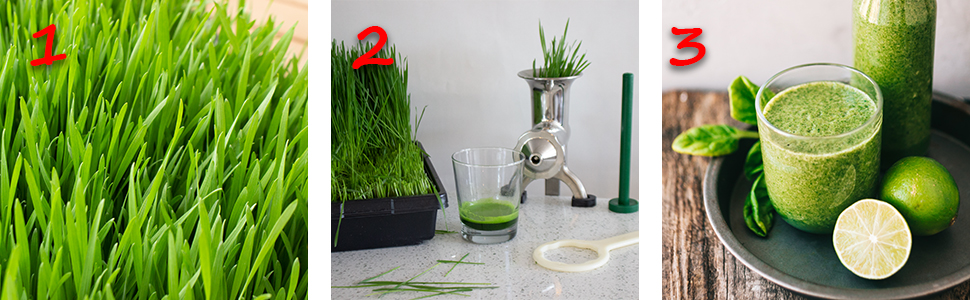 Rye grass, a juicing kit, and a lime and wheatgrass smoothie.