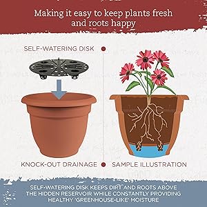 graphic illustration explaining how self-watering disk works