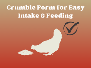 Crumble Feed form for easy intake and feeding for laying poultry